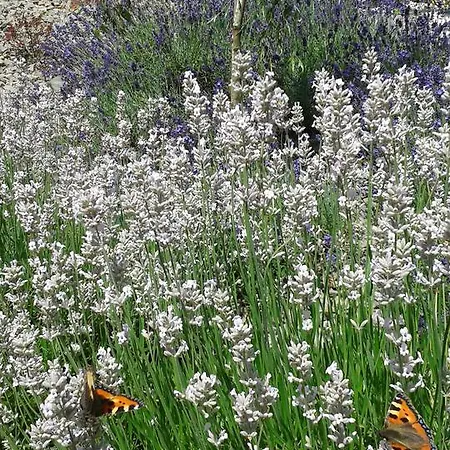 Lesna Polana- Blisko Centrum, Mini Spa, Cicha, Spokojna Okolica, Parking Gratis Resort Krynica Zdroj