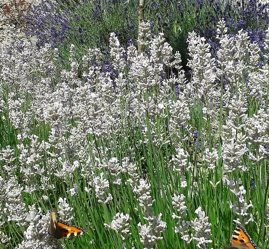 Lesna Polana- Blisko Centrum, Mini Spa, Cicha, Spokojna Okolica, Parking Gratis Resort Krynica Zdroj